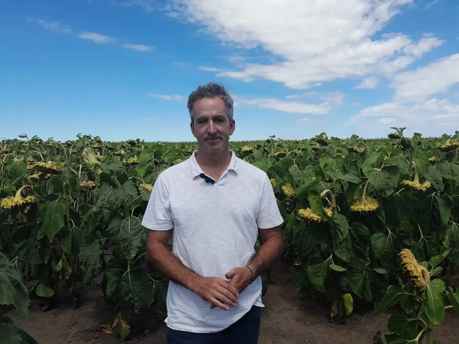 Nutrición en girasol: el equilibrio clave entre el piso y el techo