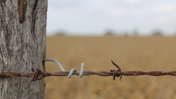 El financiamiento al campo creció 90% en un año y se dolarizó: 6 de cada 10 créditos ya son en divisa extranjera