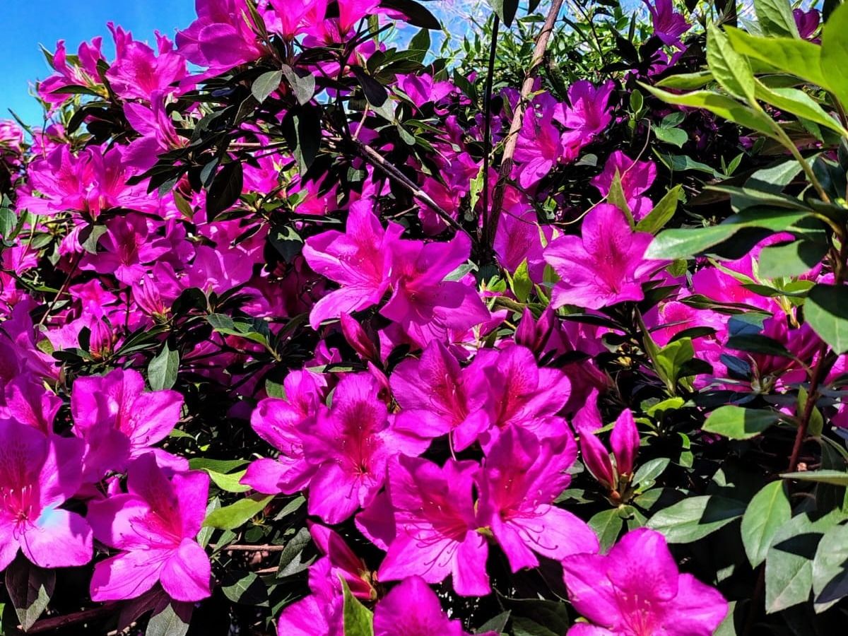 La primavera llega hoy lunes a la Argentina