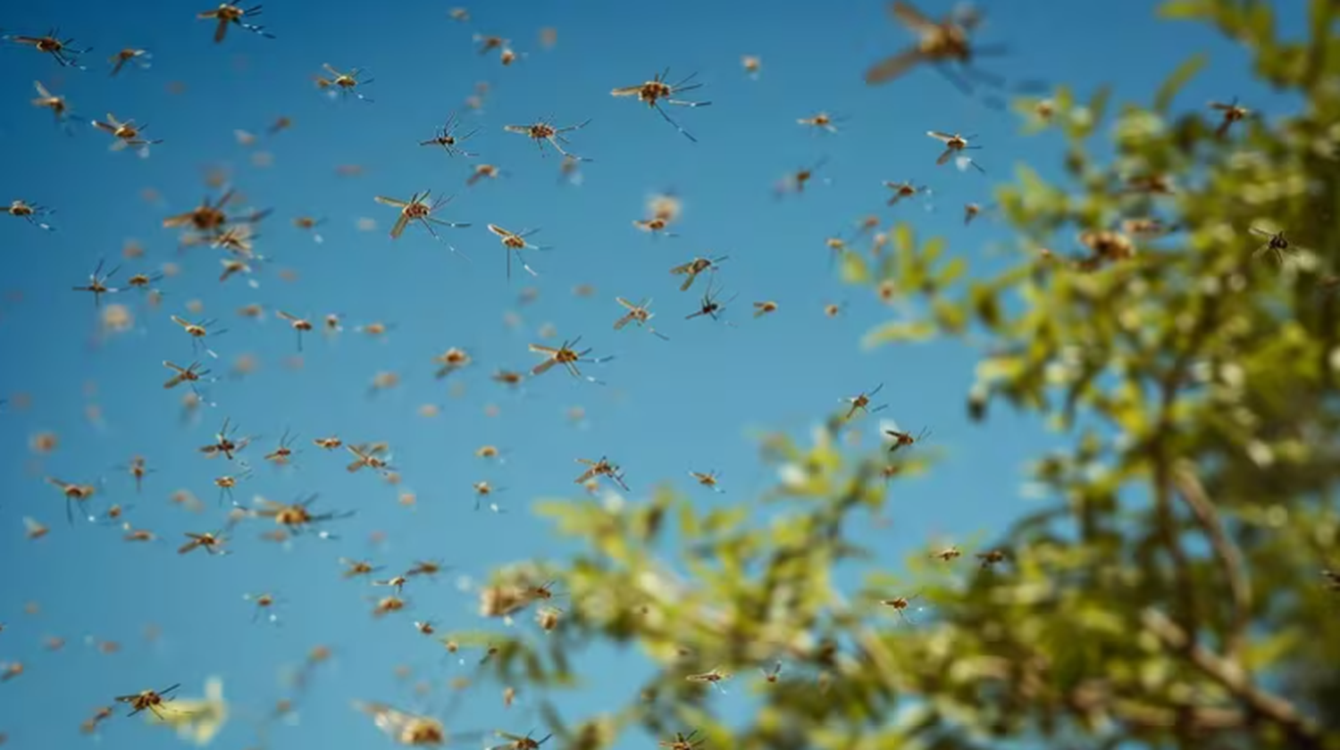Cuál es el árbol que ahuyenta a los mosquitos y puede actuar como un repelente natural en el jardín