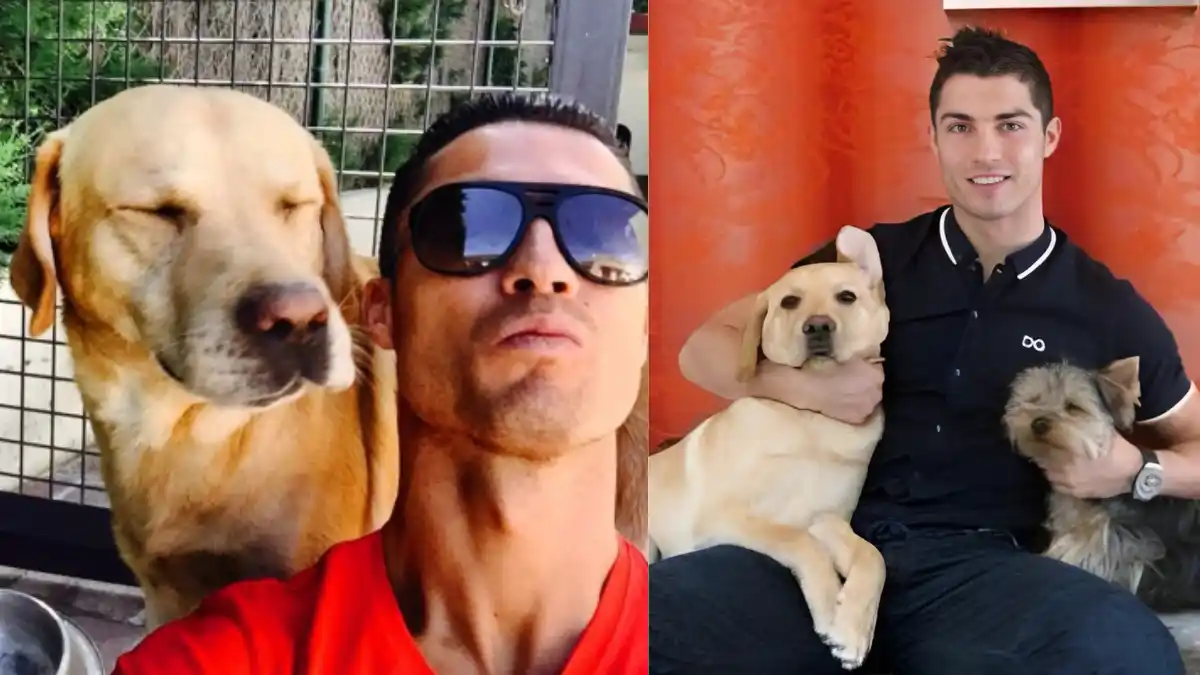 Cristiano Ronaldo y su familia comparten su día a día con diversas mascotas, desde labradores hasta un exclusivo gato esfinge.