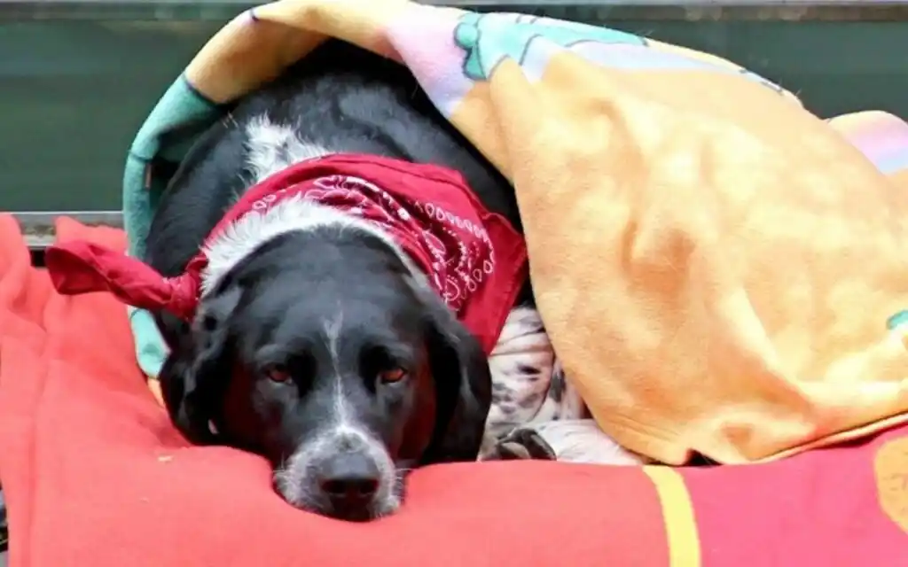 PRADA realiza una campaña de recolección de abrigo para animales