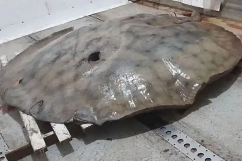 Pescaron una raya gigante de 150 kilos en el Río Paraná