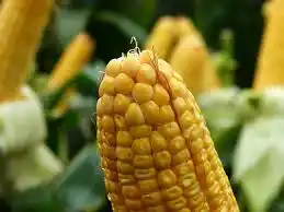 Se realizó Expo Syngenta Camet 2014