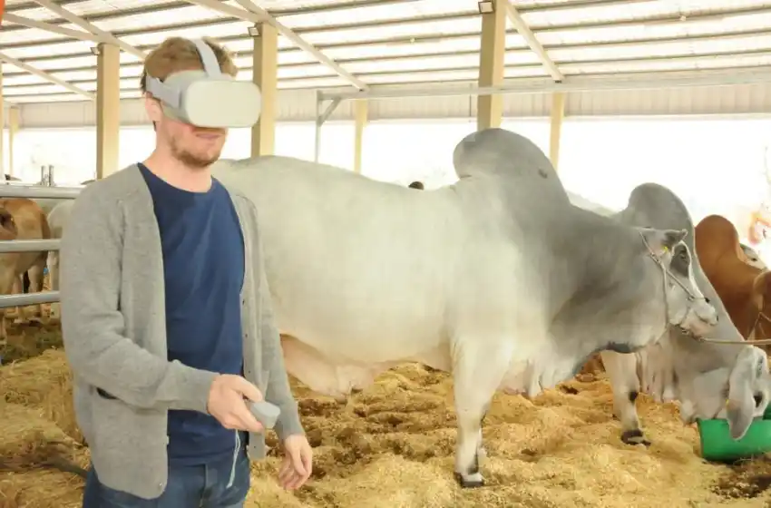 Made in Mar del Plata: crean un sistema de realidad virtual para rematar ganado