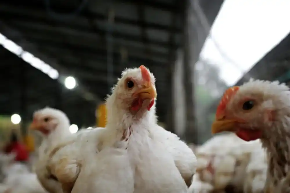 Detectan gripe aviar en Ranchos y se suspenden las exportaciones del sector