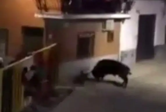 VIDEO: Murió tras ser corneado por un toro cuando filmaba un encierro