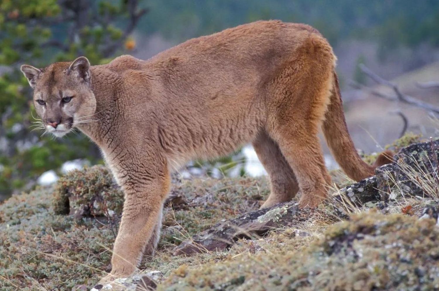 Un puma suelto causa temor en Neuquén: cómo es el operativo para atraparlo