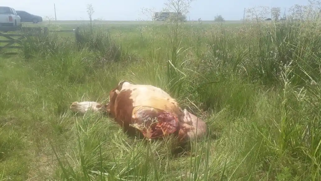 Carnearon tres animales en un campo ubicado a la vera de la Ruta 14