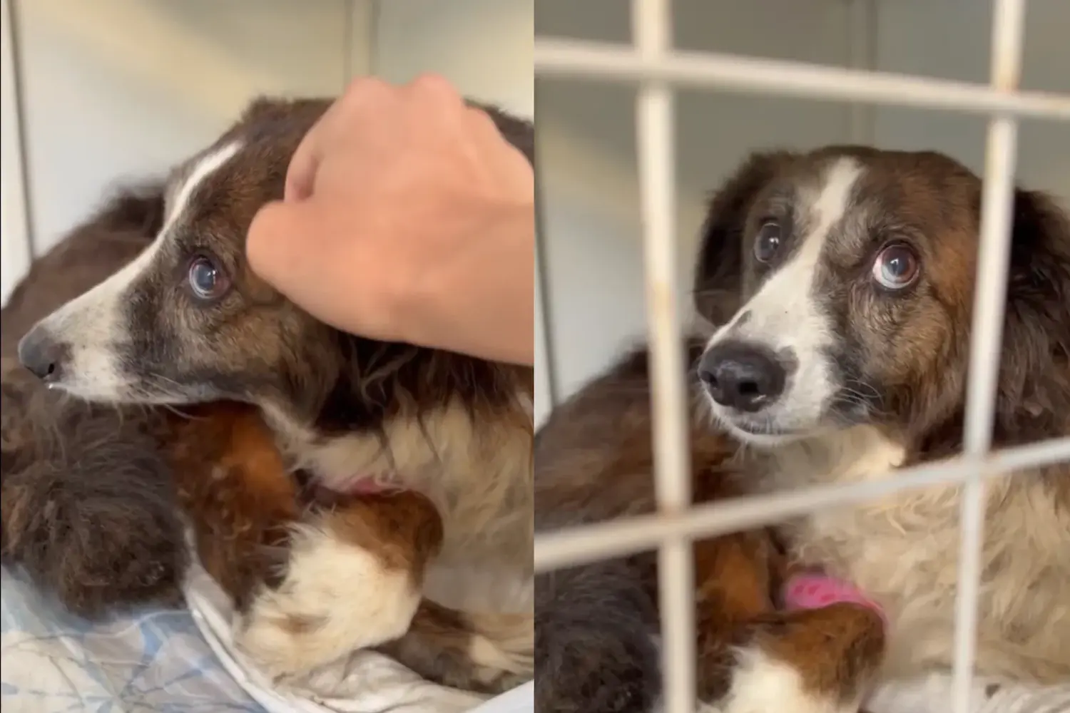 "No se anima a mirar a los ojos": así sigue la perrita rescatada de la basura, que ya tiene nombre y futuro hogar