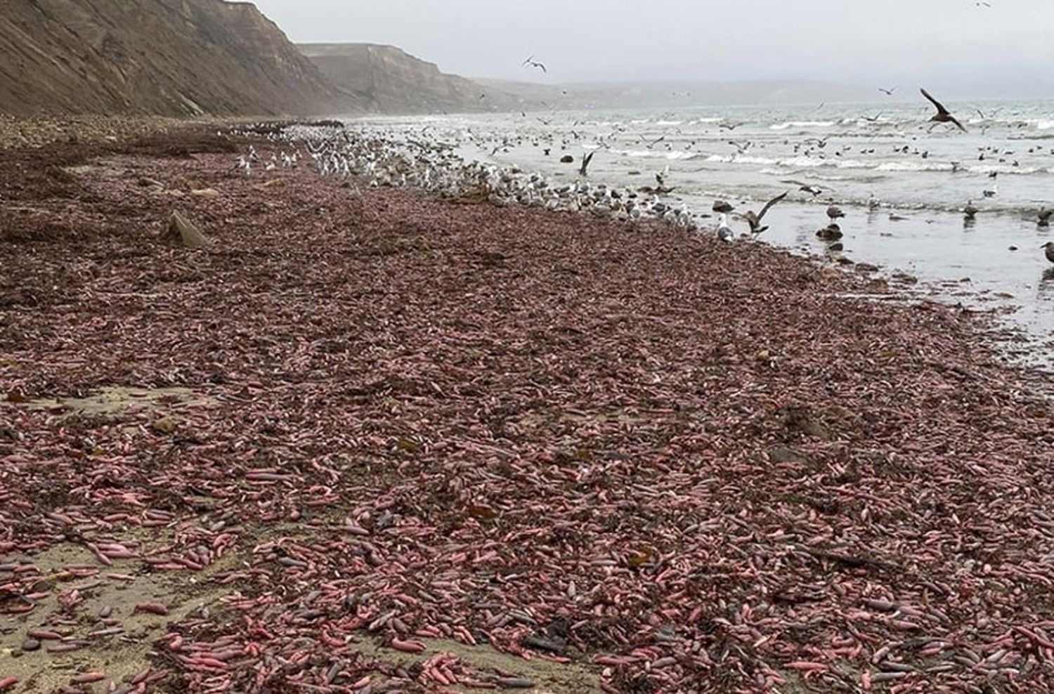 Miles de "Peces Pene" aparecieron en una playa de California