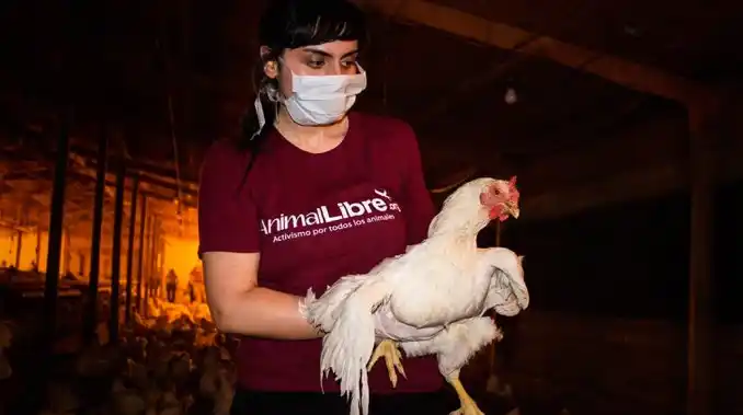 Conmovedor rescate de gallinas en los galpones de Cresta Roja en Ezeiza