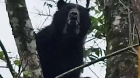 ENTRE RAMAS Y EXPLORANDO: así fue visto un oso frontino en Lara (+Video)