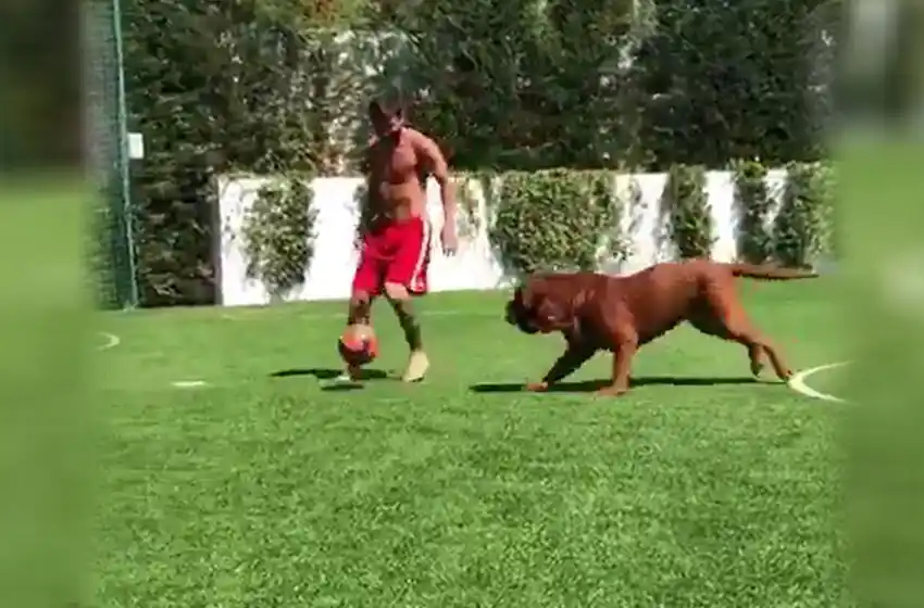 Messi ‘sacó a pasear’ a su perro: el video de la ‘Pulga’ jugando con ‘Hulk’