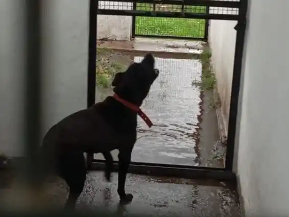 Predio Bienestar animal - 3