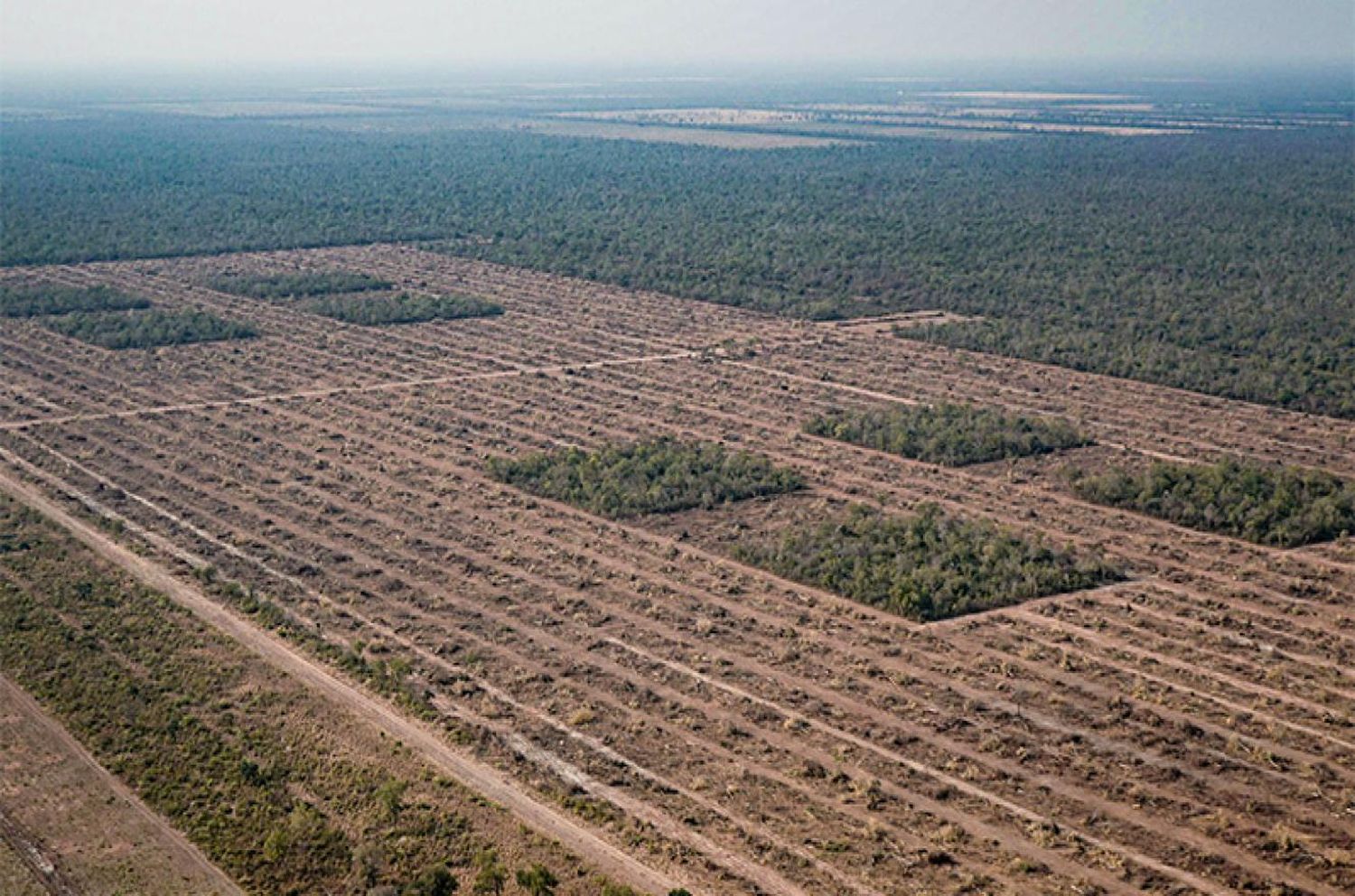 Un monitoreo satelital de Greenpeace revela 42 mil hectáreas desmontadas