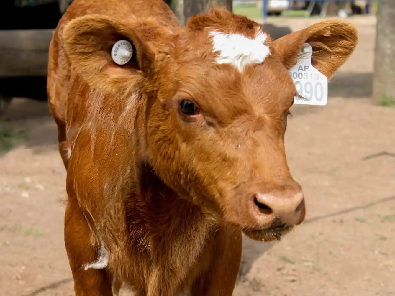 Crece el malestar del campo entrerriano por la caravana electrónica obligatoria dispuesta por SENASA