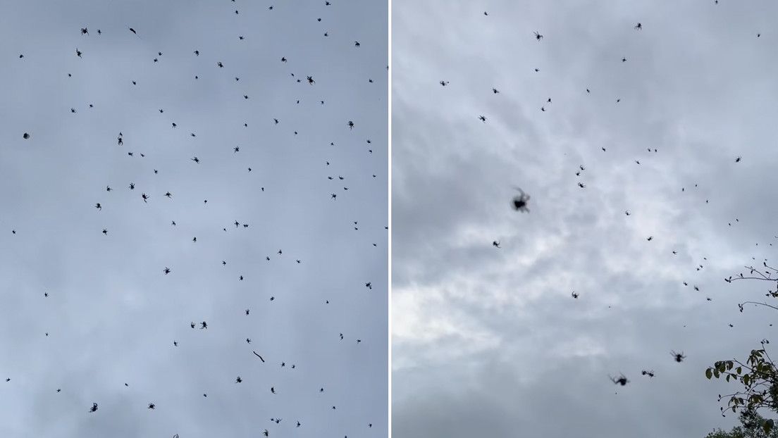 Enorme telaraña