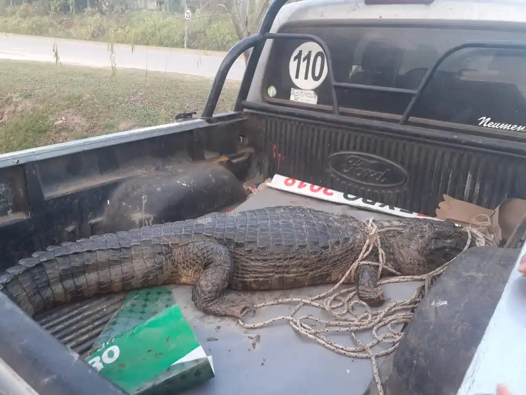 Vuelta de Obligado: encontraron un yacaré en la costa y sospechan que es el mismo del domingo