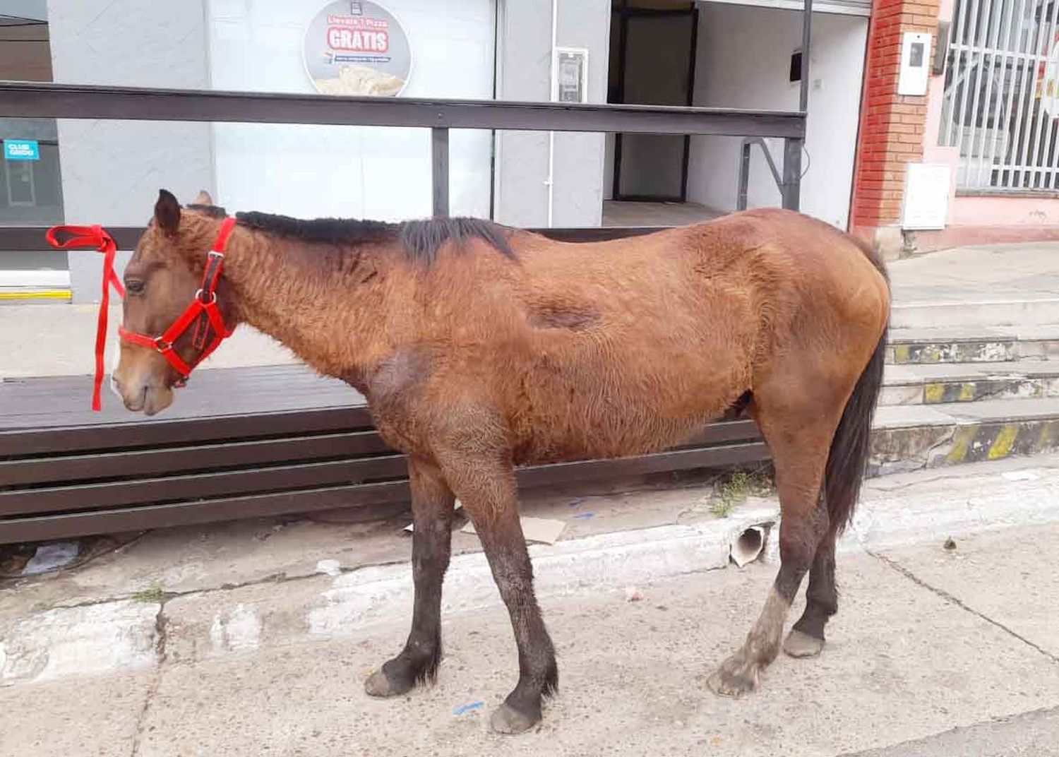 Se retuvo un equino por infracción a ley de maltrato animal