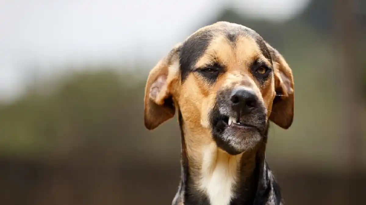 ¡FIN DE MUNDO! DETIENEN A cincuentón por abusar sexualmente de un animal en Zulia