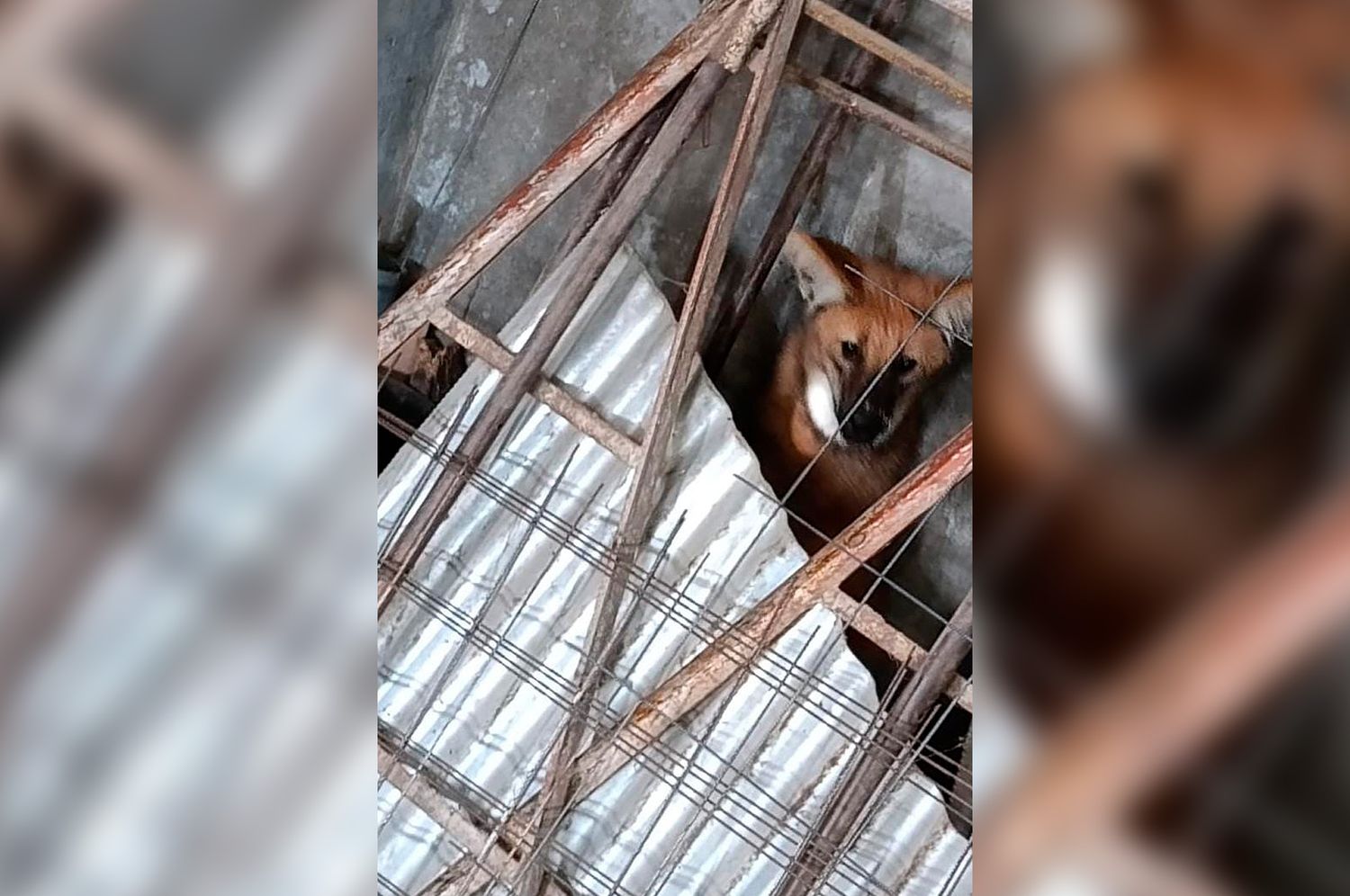 Rescataron a un cachorro de aguará guazú asustado y encerrado en un galpón de Coronda