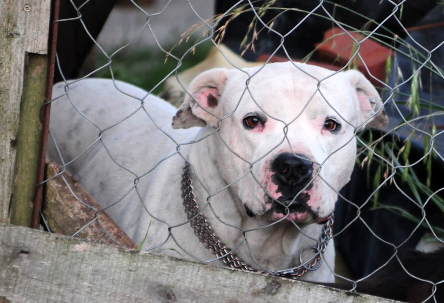 Una mujer murió tras ser atacada por un perro en la casa donde vivía, ubicada en Ugarte al 2500