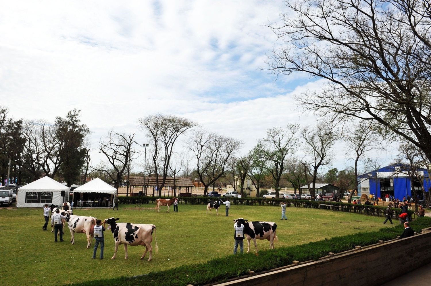 La Rural espera a sus campeones: los productores ganaderos se preparan