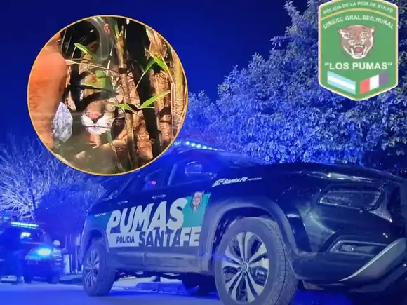 ¡Qué sorpresa! Salió al patio y se encontró con la visita de un puma adulto