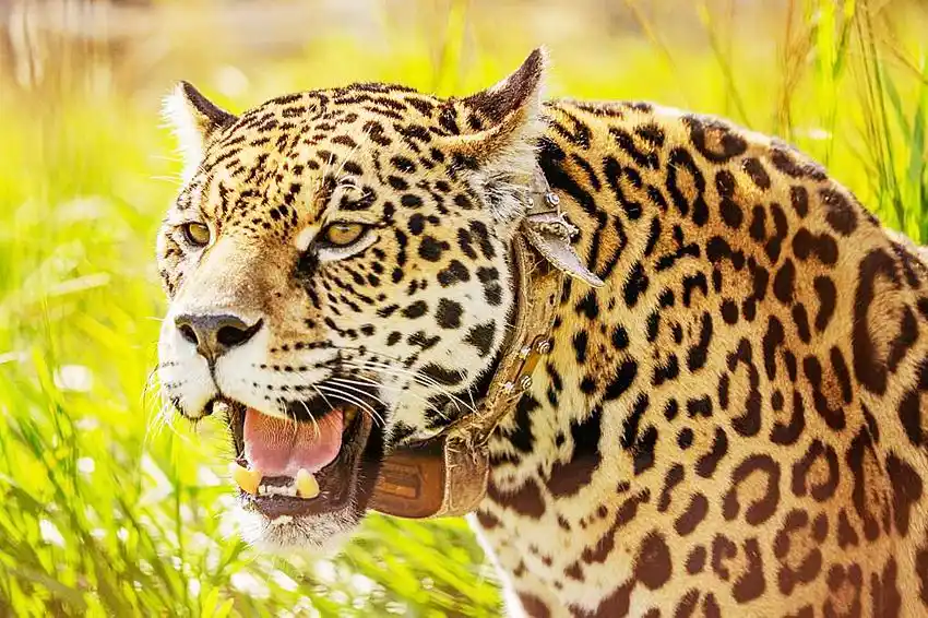 Hoy somos todos Yaguareté