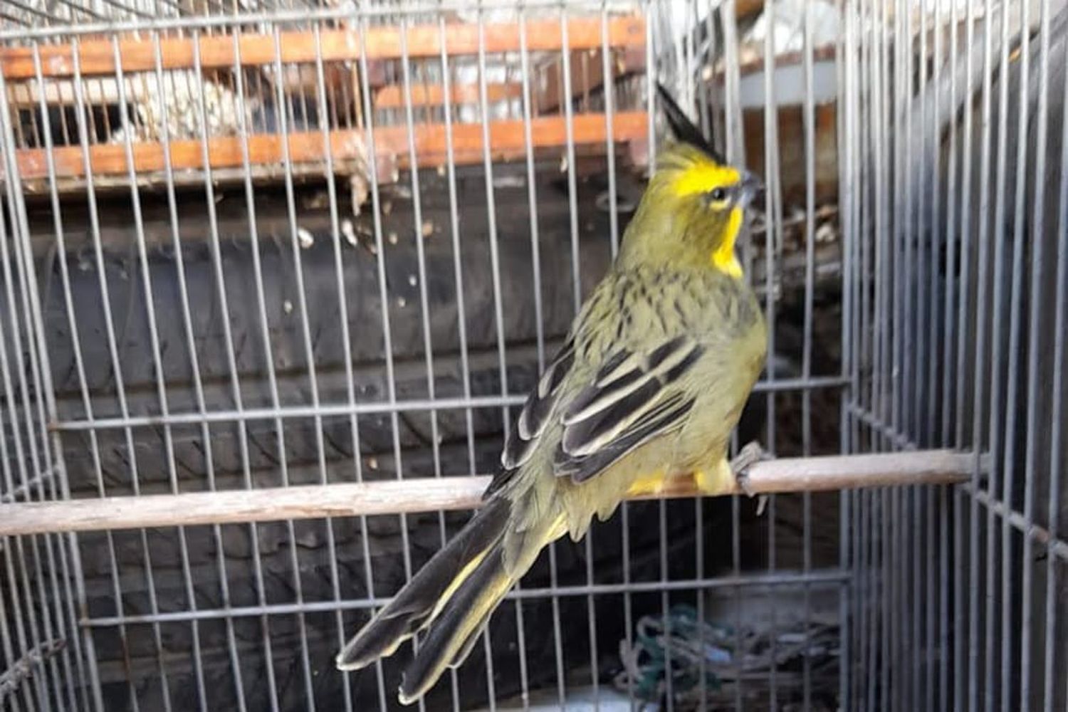 Las aves permanecerán en la reserva de Casa Grande hasta que se evalúe si pueden regresar a la naturaleza