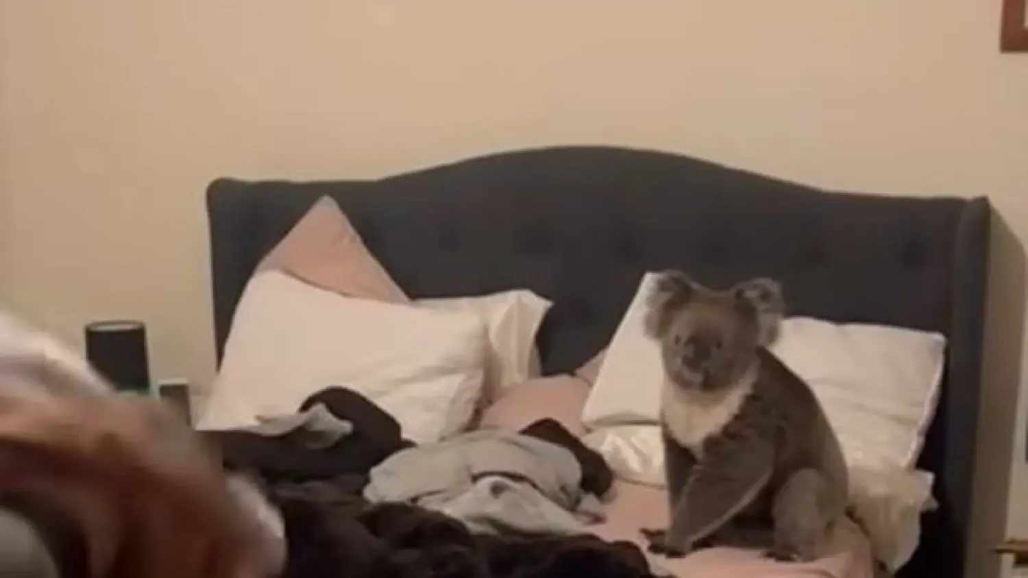 Una pareja volvió a su casa y se encontró con un koala en su dormitorio: ¡Mirá su reacción!