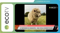 Le mataron a su mascota, una oveja domesticada