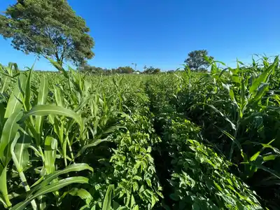 La leguminosa argentina que revoluciona los sistemas ganaderos del centro y norte del país