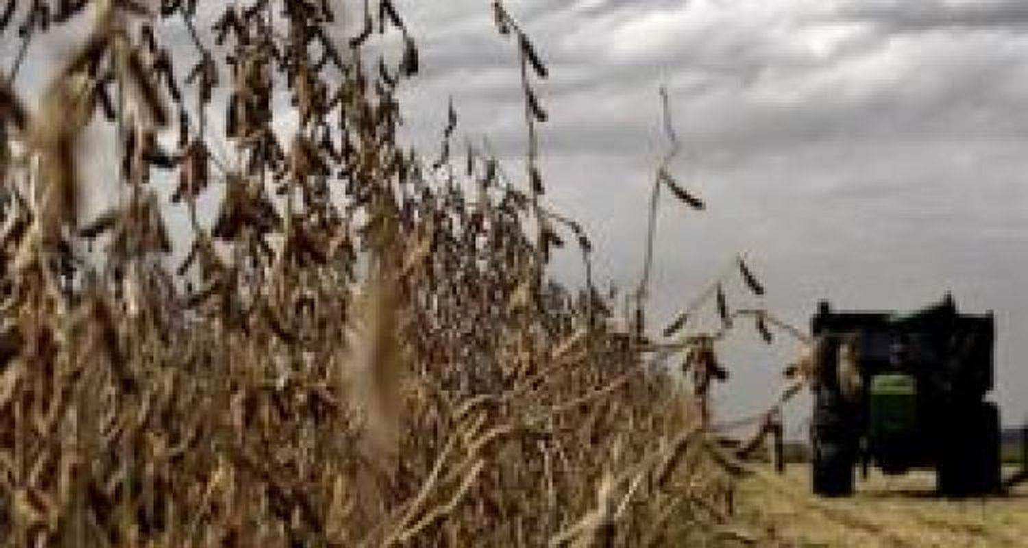 “El granizo no dañó la soja”