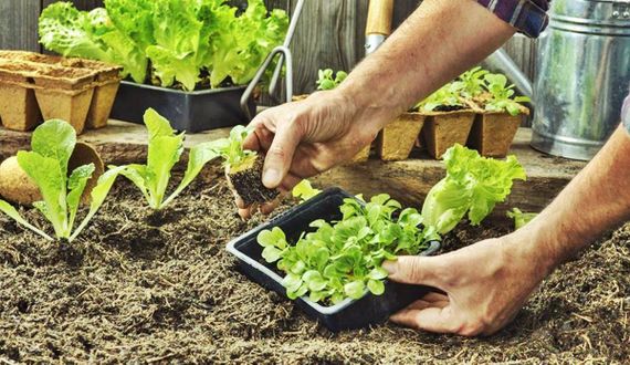 HUERTA DOMICILIARIA: cobertura vegetal, asociaciones benéficas y ecosistema diverso