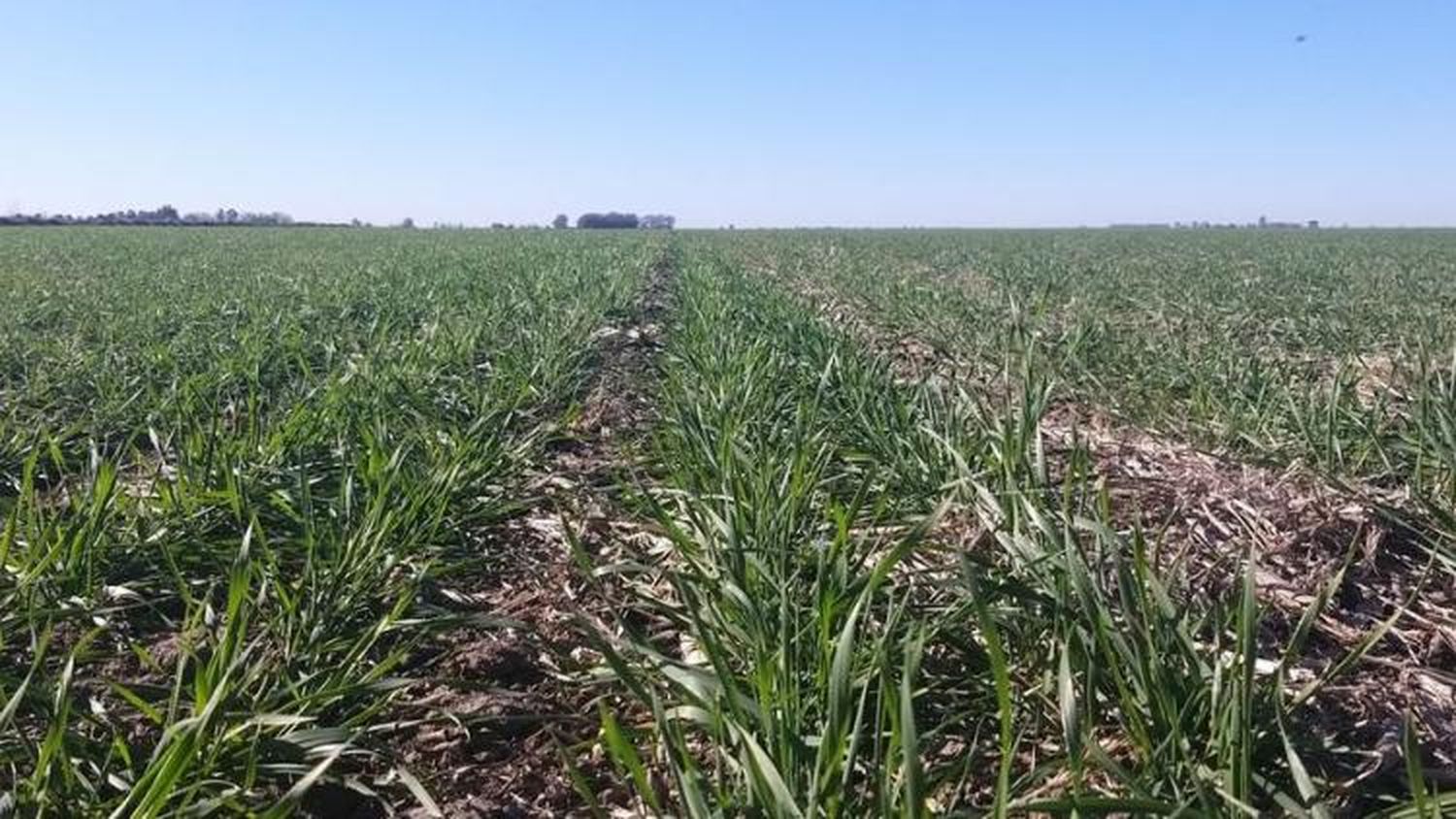 No es solo La Niña: la atmósfera suma otro evento que restringiría más las lluvias en el país