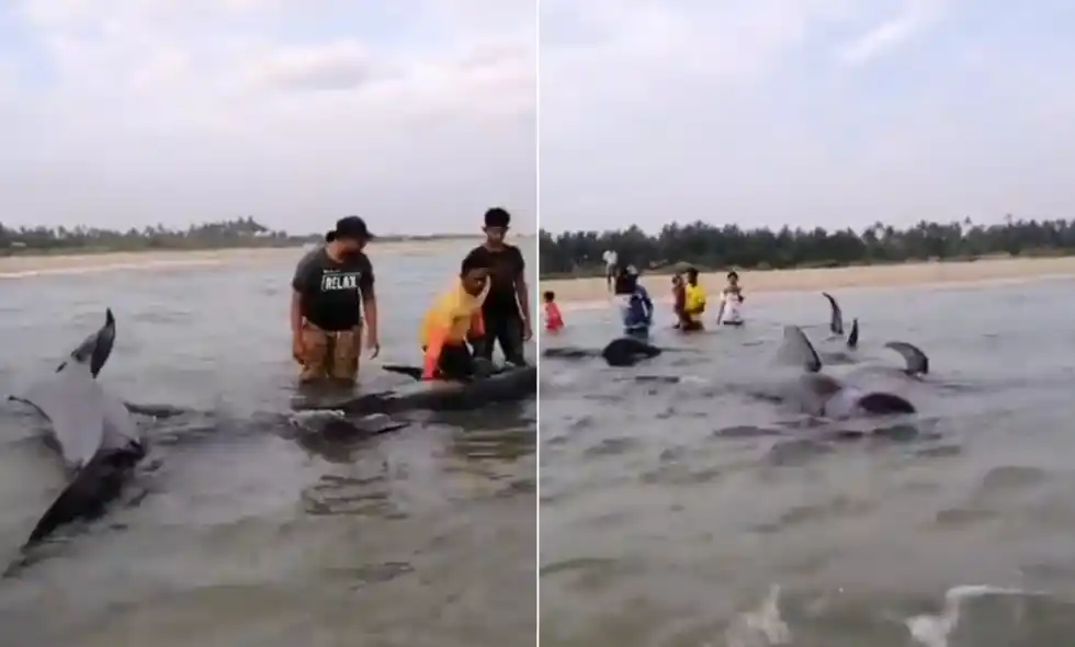 Video: once ballenas fueron rescatadas en la costa de Sri Lanka