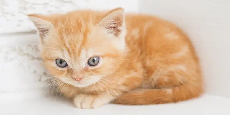 GNB detiene a hombre en Trujillo que lanzó al vacío a un gato