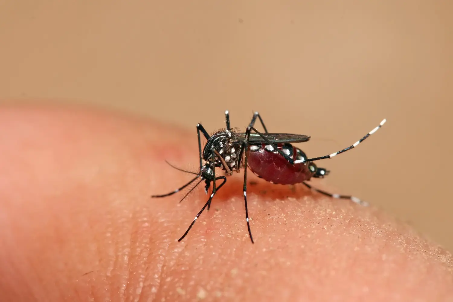 Dengue: Confirman 850 casos en la Provincia