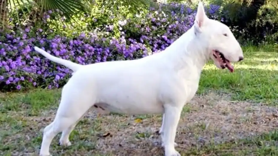 Una nena de dos años fue atacada por un perro de raza Bull Terrier