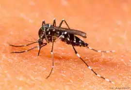 Realizan talleres virtuales sobre prevención y control de dengue y chikungunya en todo el país