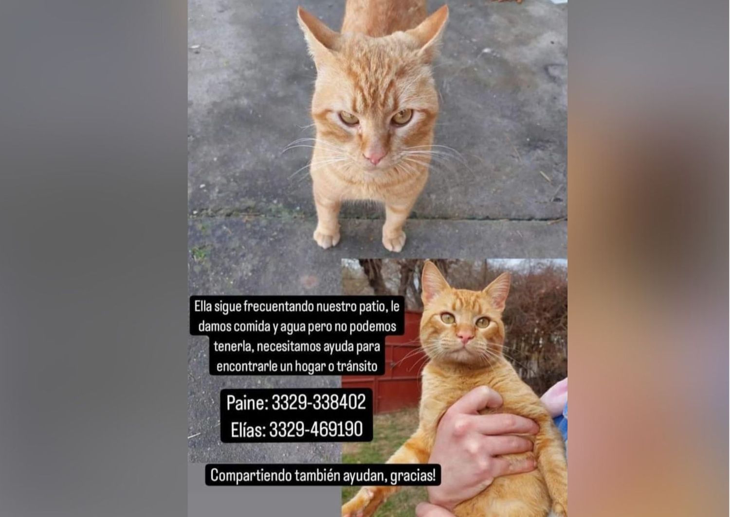 Buscan adopción responsable para una gatita