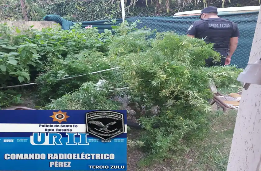 Detuvieron a un hombre que tenía una inmensa planta de marihuana en un patio