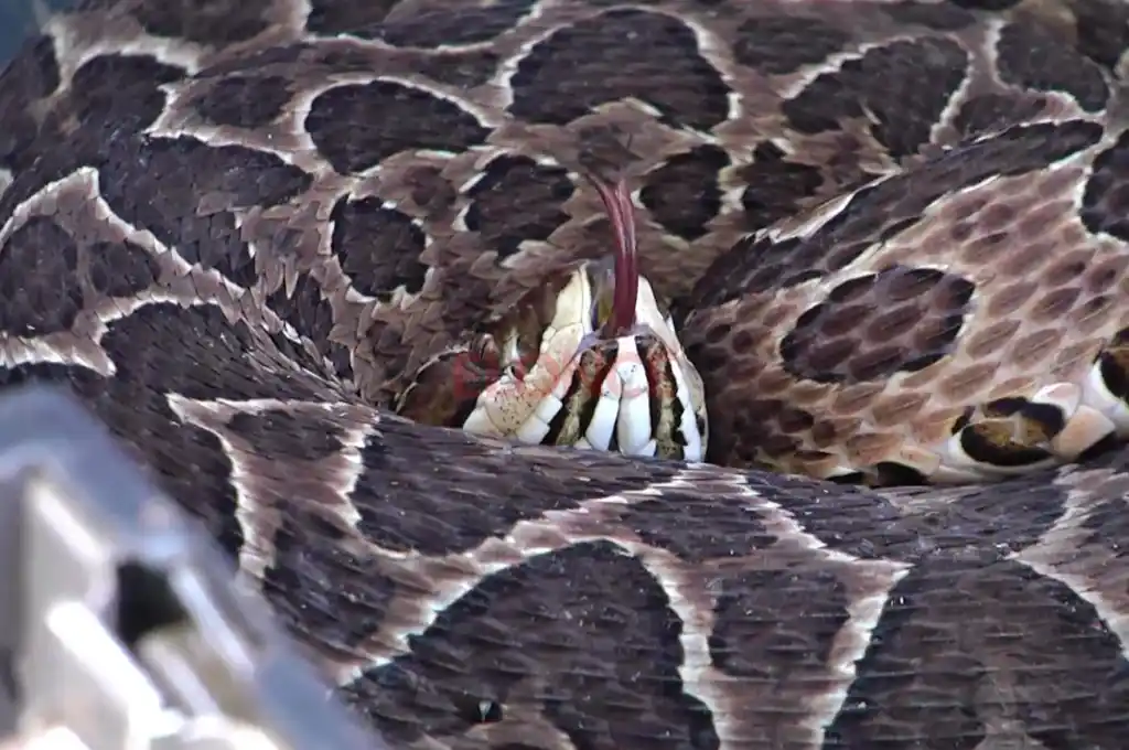 Un niño fue mordido por una yarará en zona rural de Entre Ríos.Foto: archivo Elonce