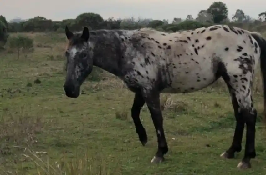 Le robaron su caballo y los busca de forma desesperada