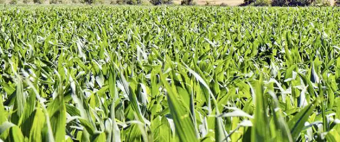 Comienzan los últimos vencimientos del Impuesto Inmobiliario Urbano  y Rural 2021