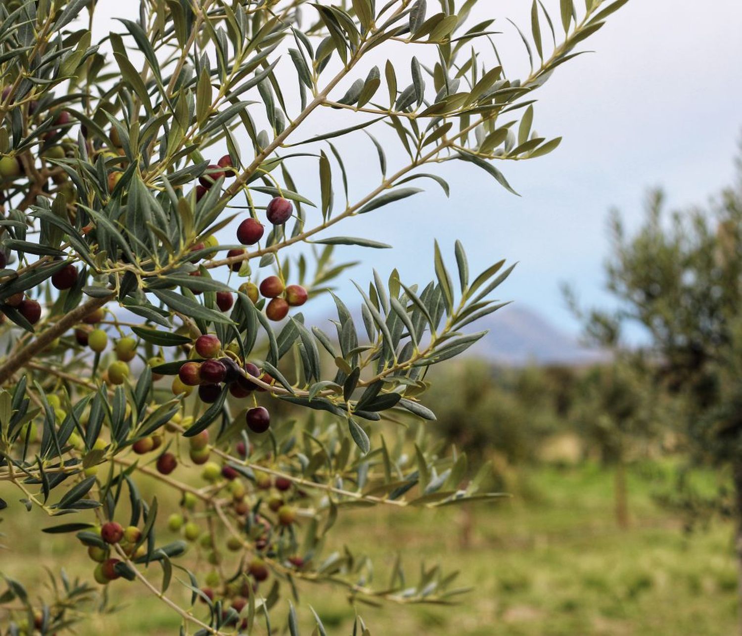 Ruta del olivo: paisajes, sabores y experiencias