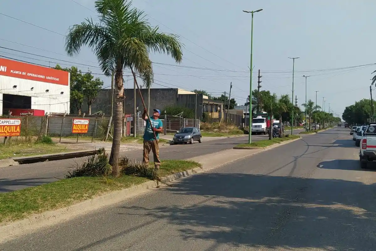 Realizan el mantenimiento de palmeras en Boulevares de la ciudad