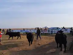 Gran calidad de reproductores Angus en las pruebas pastoriles pampeanas